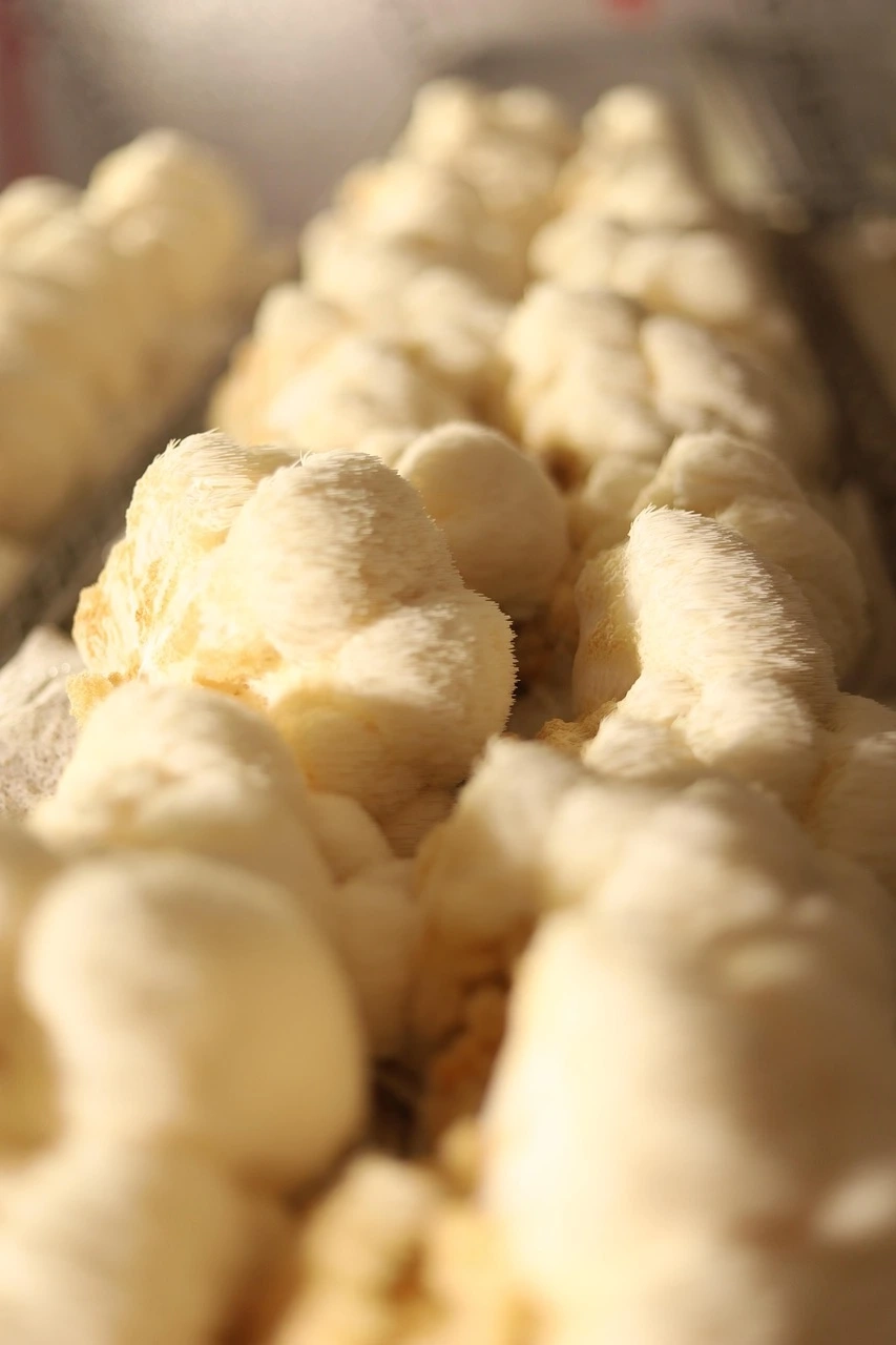 Lion's mane - korzyści zdrowotne